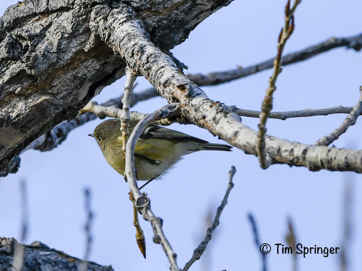 Ruby-crowned Kinglet - ML628379309