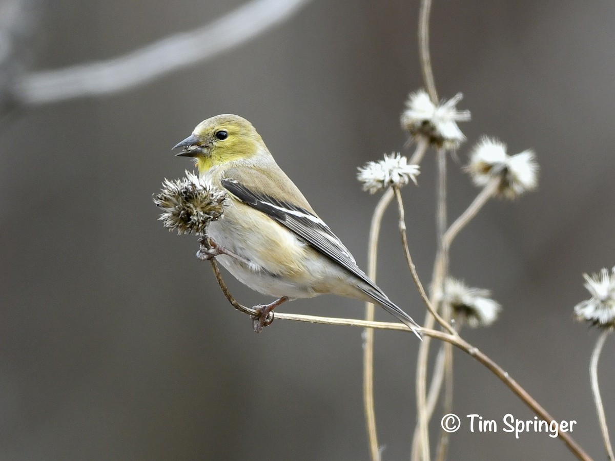 American Goldfinch - ML628379326
