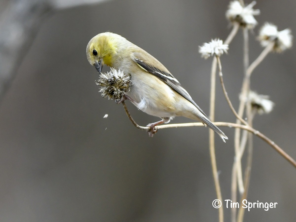 American Goldfinch - ML628379327