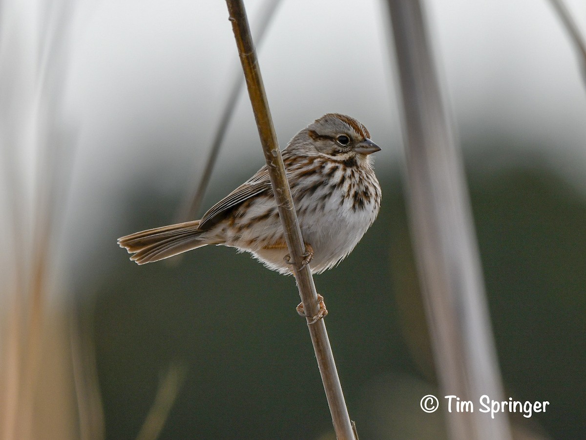Song Sparrow - ML628379357