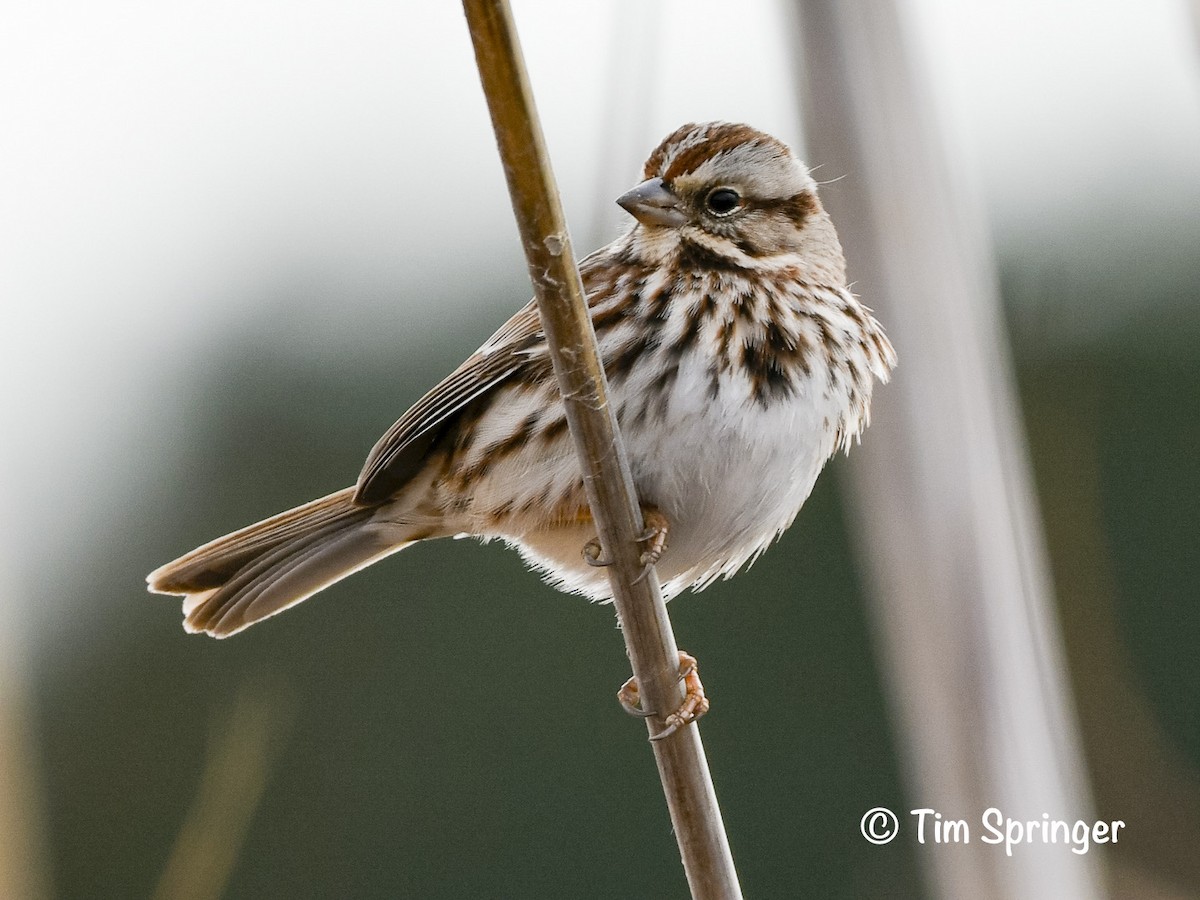 Song Sparrow - ML628379358