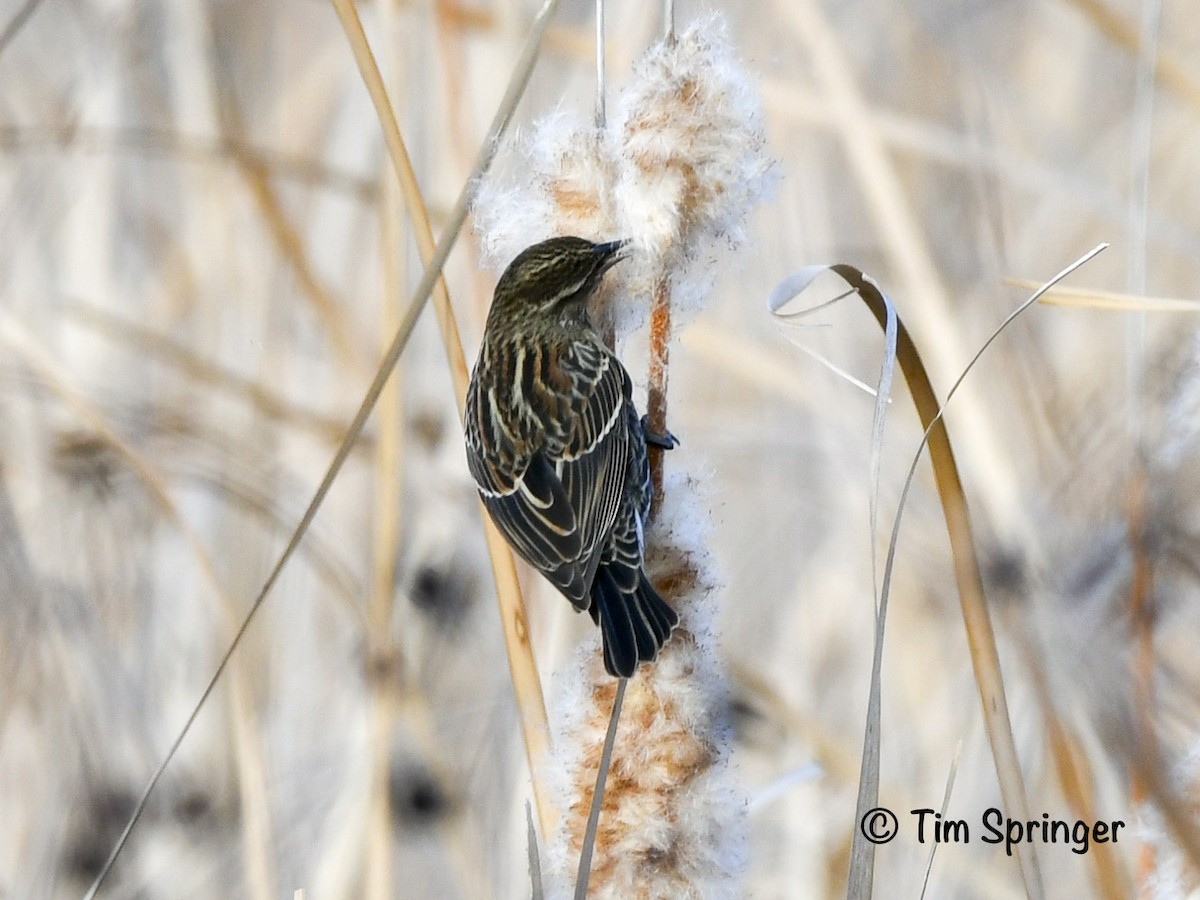 Red-winged Blackbird - ML628379372