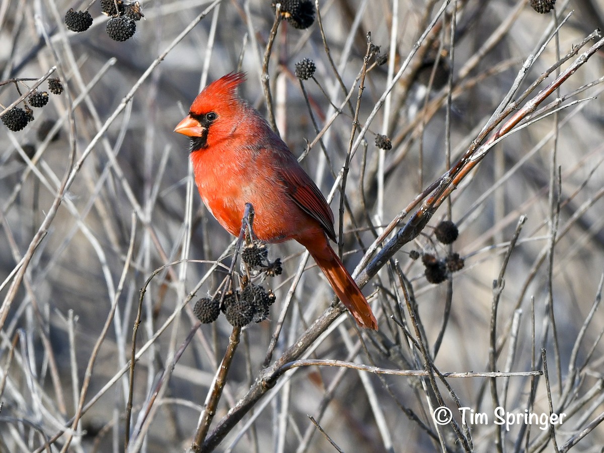 Northern Cardinal - ML628379393