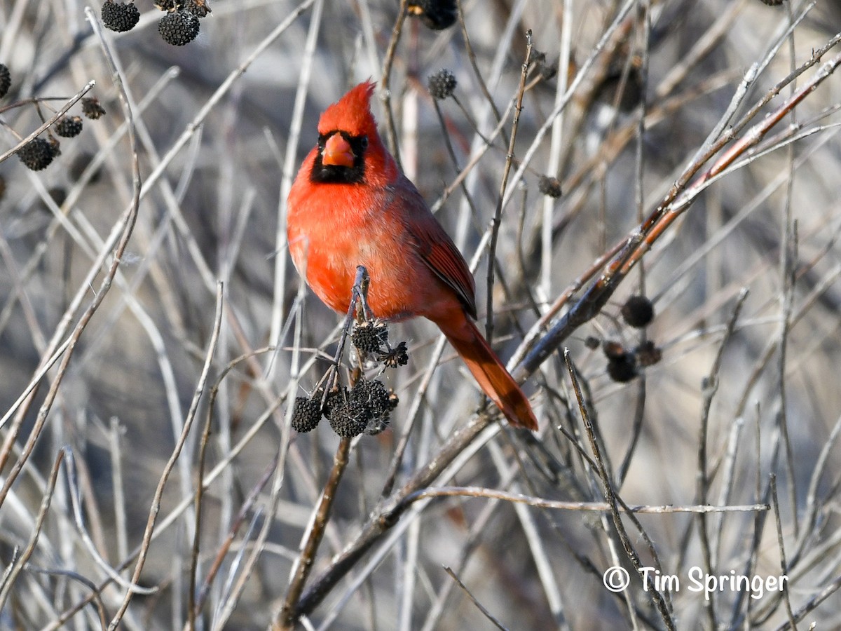 Northern Cardinal - ML628379394