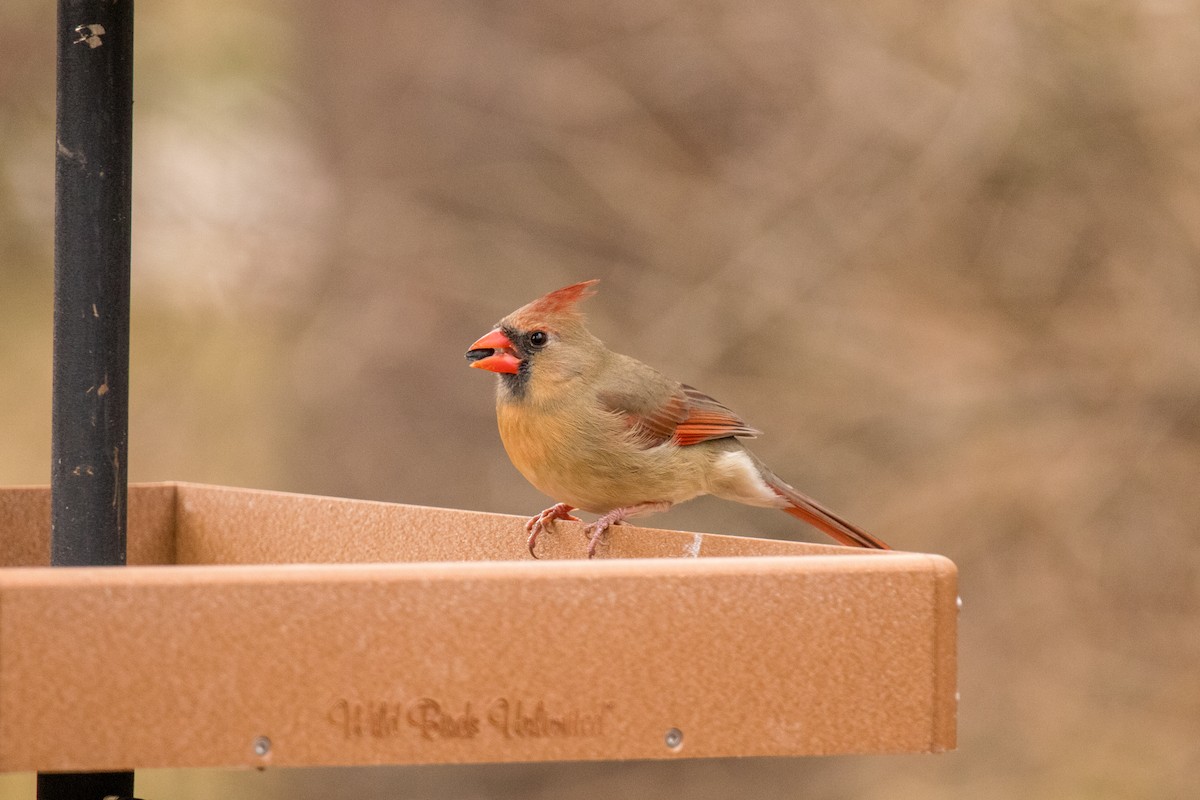 Northern Cardinal - ML628379470