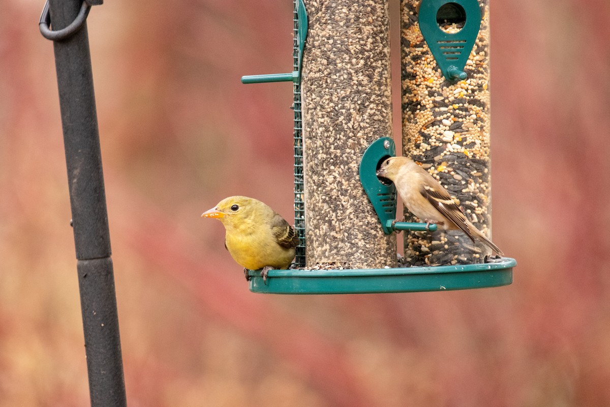 Western Tanager - ML628379619