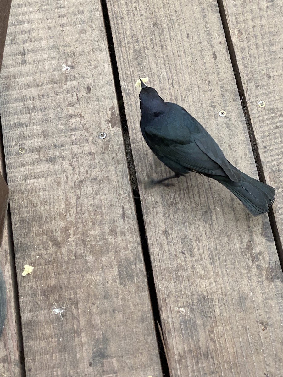 Brewer's Blackbird - ML628379885