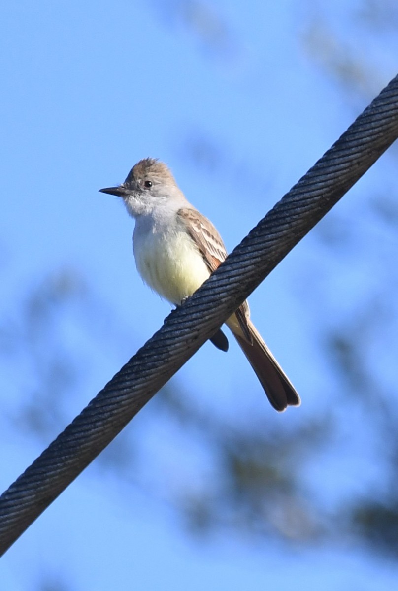 eBird Checklist - 1 Jan 2025 - 3753 Grand Avenue, DeLand, Florida, US ...