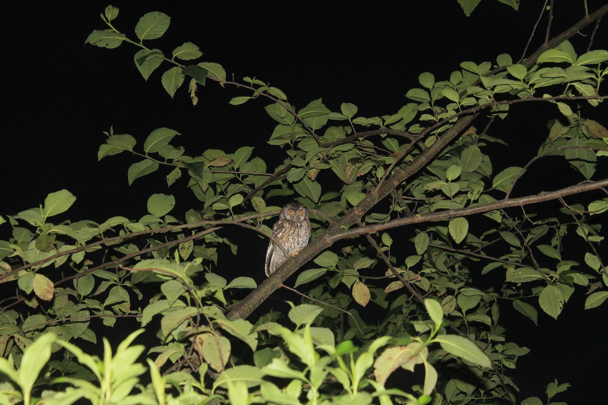 Koepcke's Screech-Owl - ML628379941