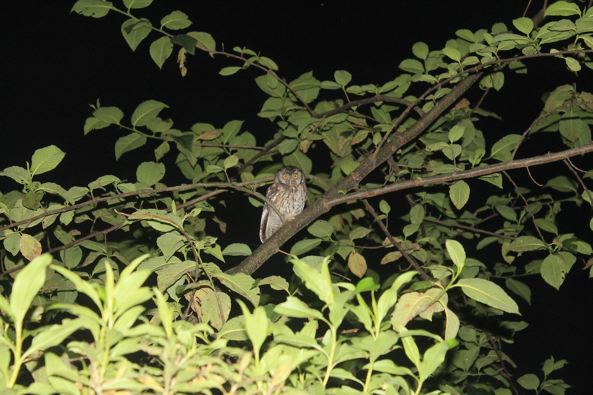 Koepcke's Screech-Owl - ML628379942