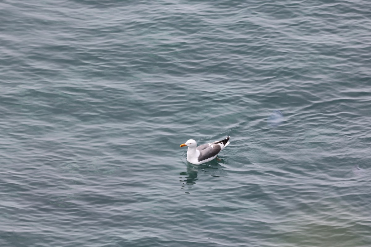 Western Gull - ML628380024