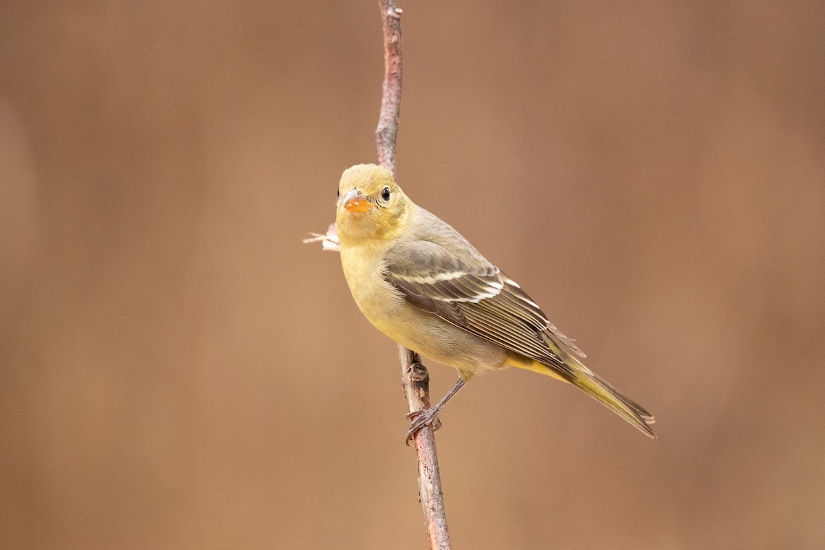 Western Tanager - ML628380033