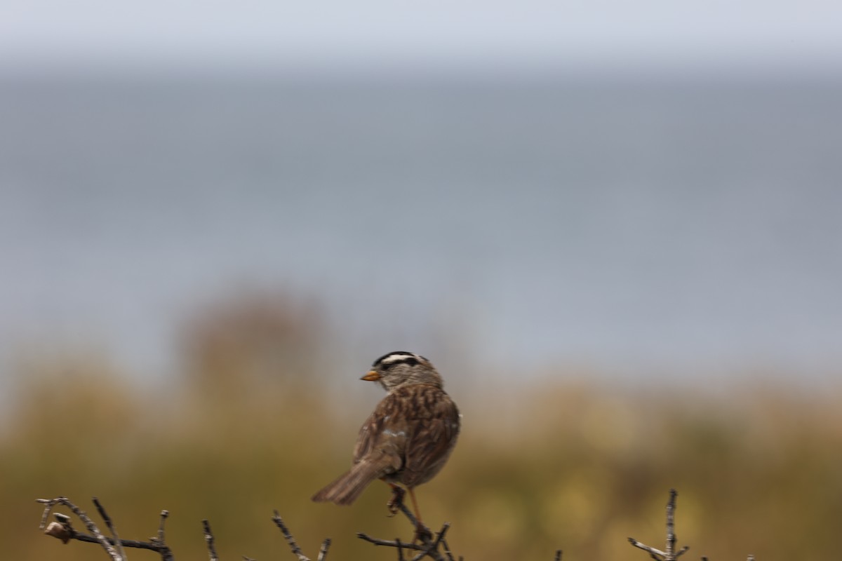 White-crowned Sparrow - ML628380049