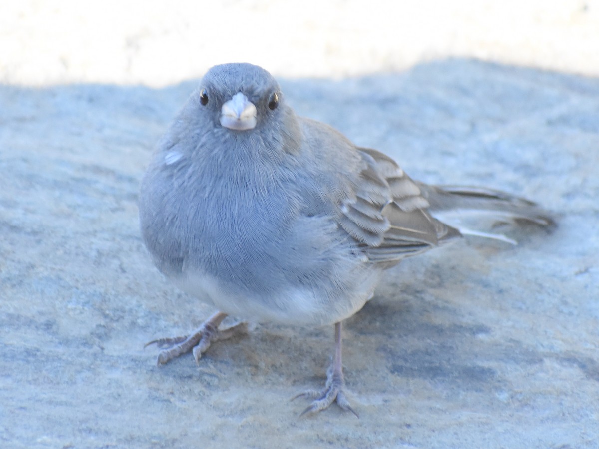 Dark-eyed Junco (Slate-colored) - ML628380061