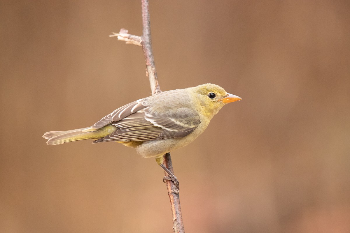 Western Tanager - Carson Evich