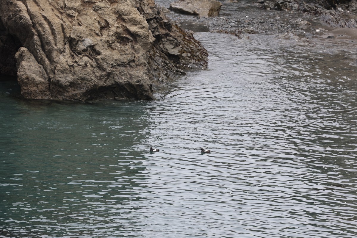 Pigeon Guillemot - ML628380230