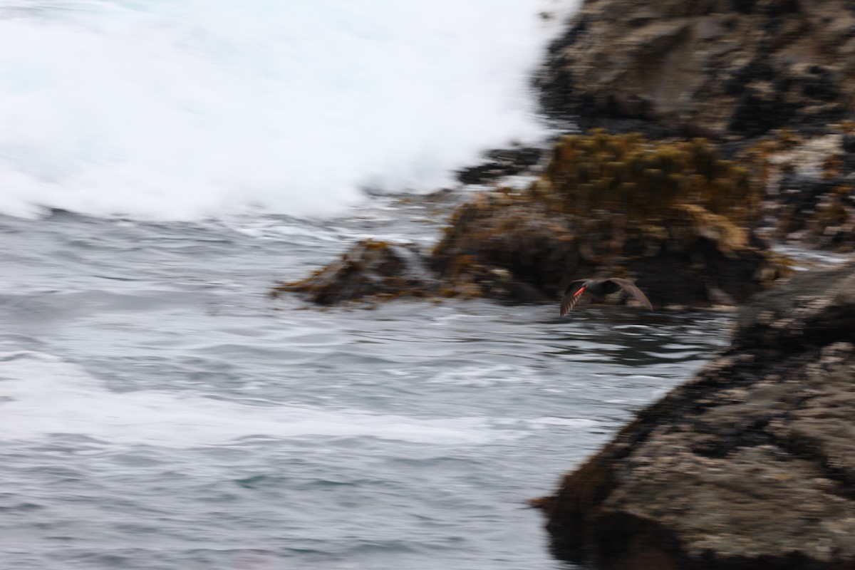 Black Oystercatcher - ML628380296