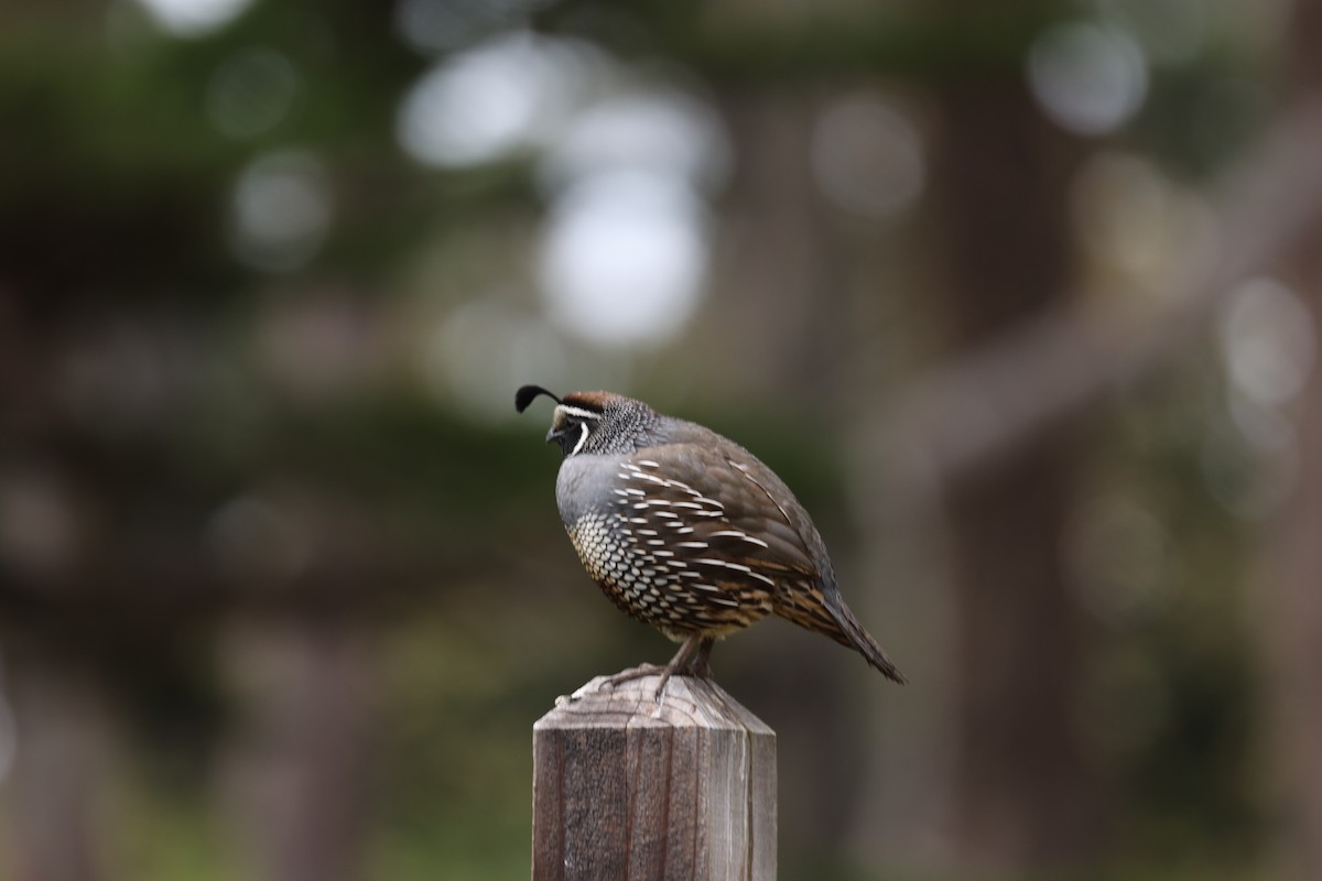 California Quail - ML628380346