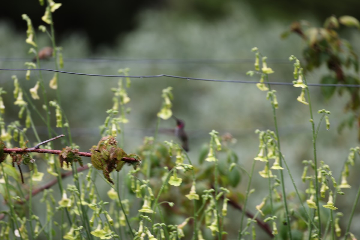 Anna's Hummingbird - ML628380433