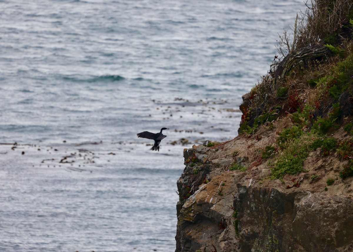 Pelagic Cormorant - ML628380564