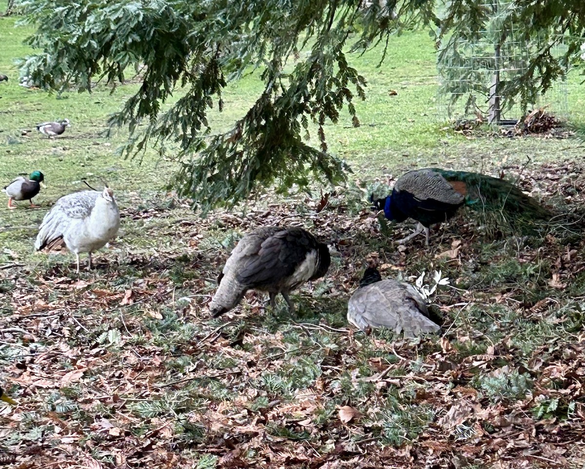 藍孔雀 - ML628380647