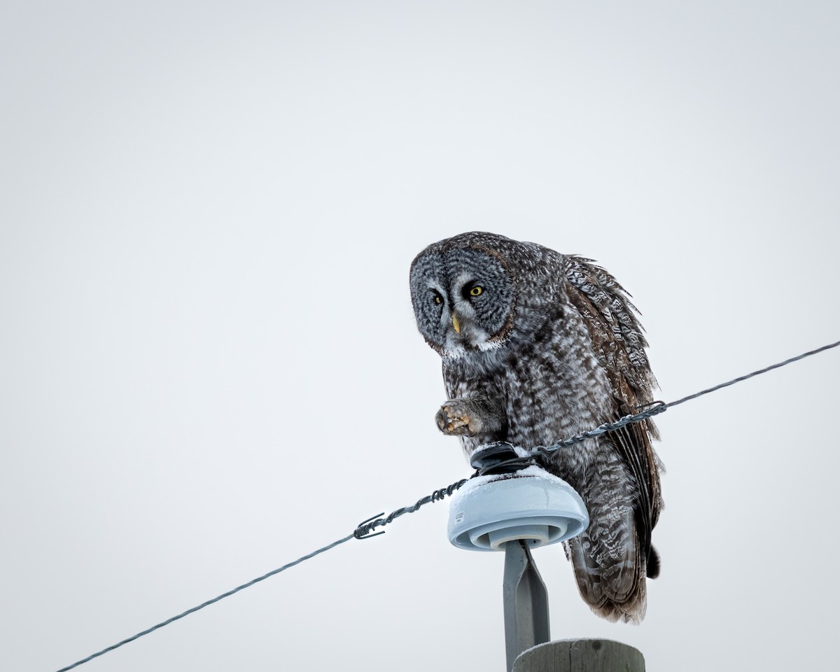 Great Gray Owl - ML628380674