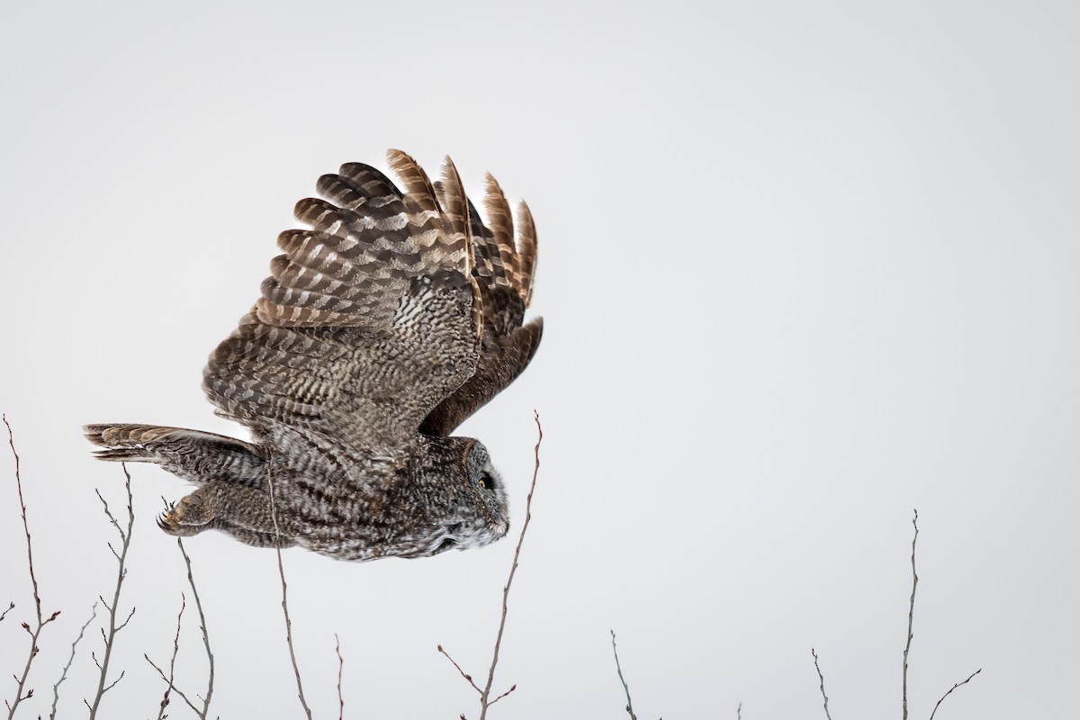 Great Gray Owl - ML628380675