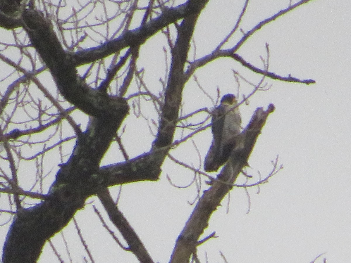 Peregrine Falcon - ML628380688