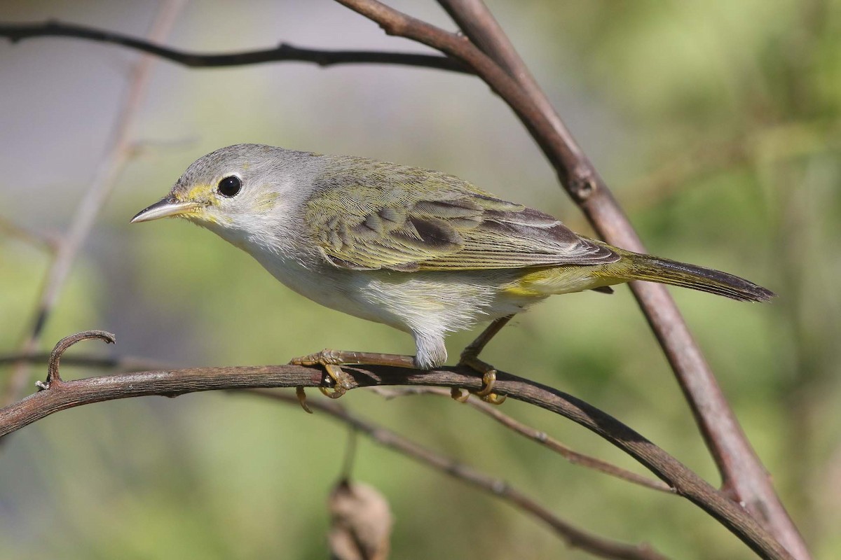 Yellow Warbler (Galapagos) - Michael O'Brien