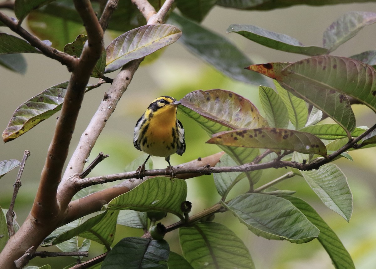 Blackburnian Warbler - ML628380779