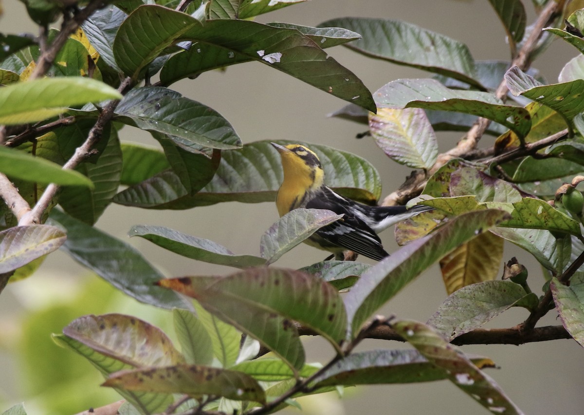 Blackburnian Warbler - ML628380780