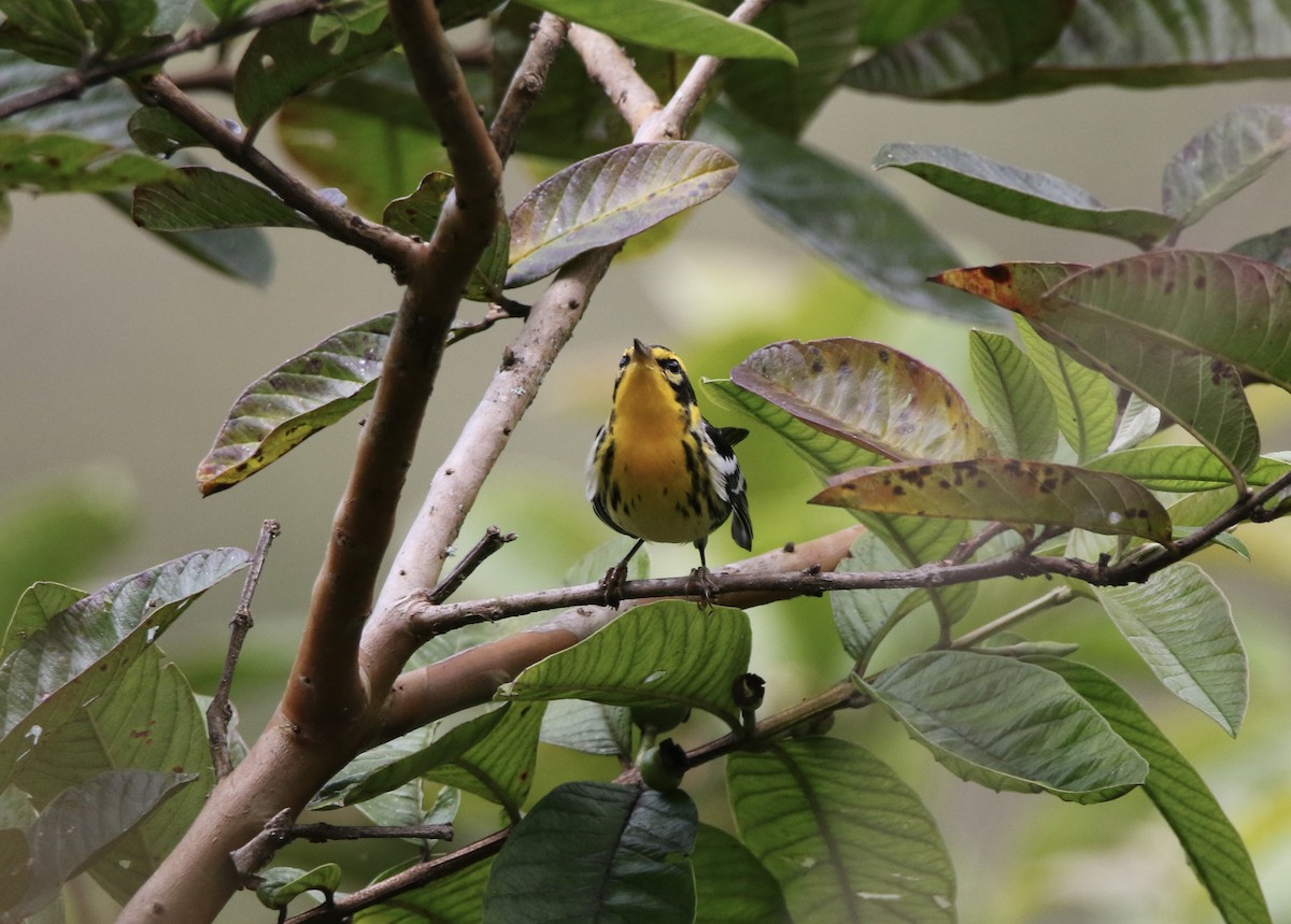 Blackburnian Warbler - ML628380781