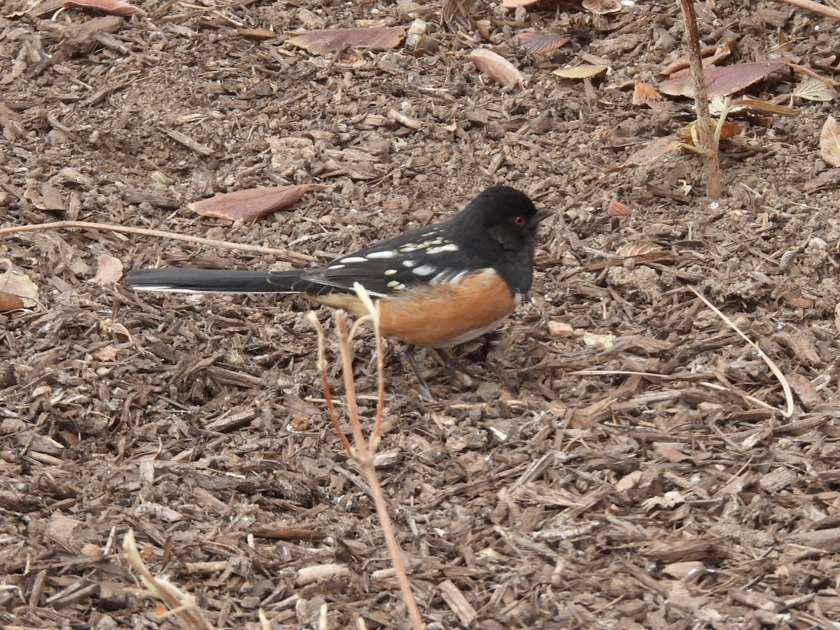 Spotted Towhee - ML628380801