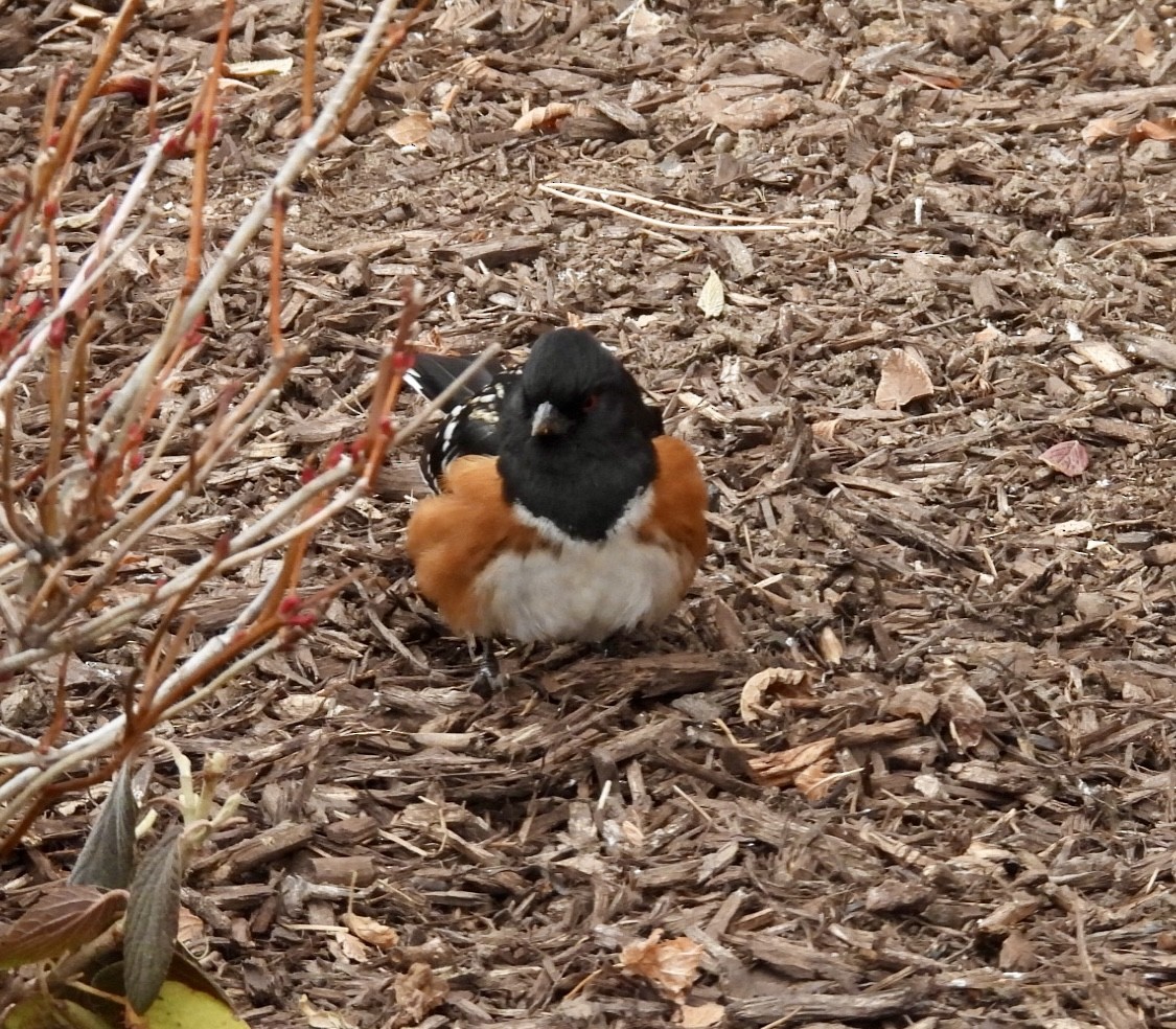 Spotted Towhee - ML628380802