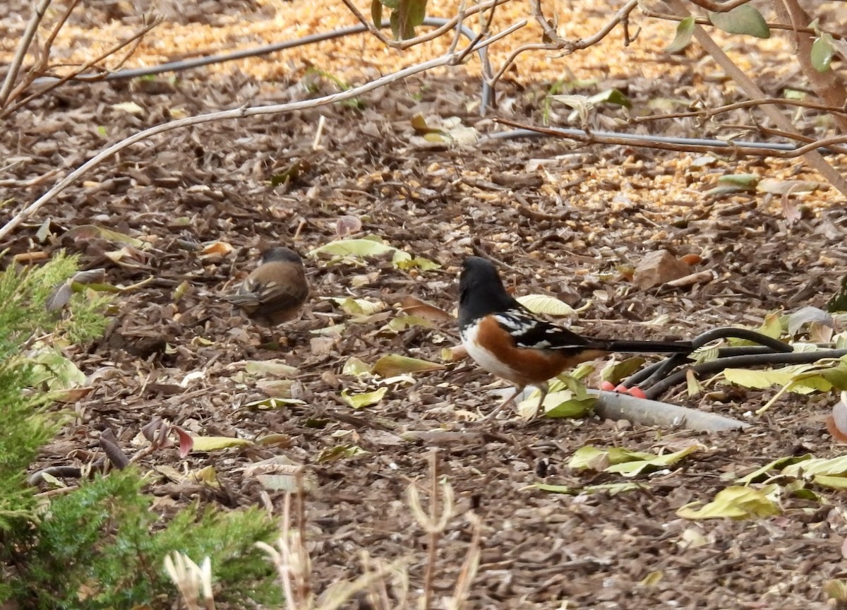 Spotted Towhee - ML628380803