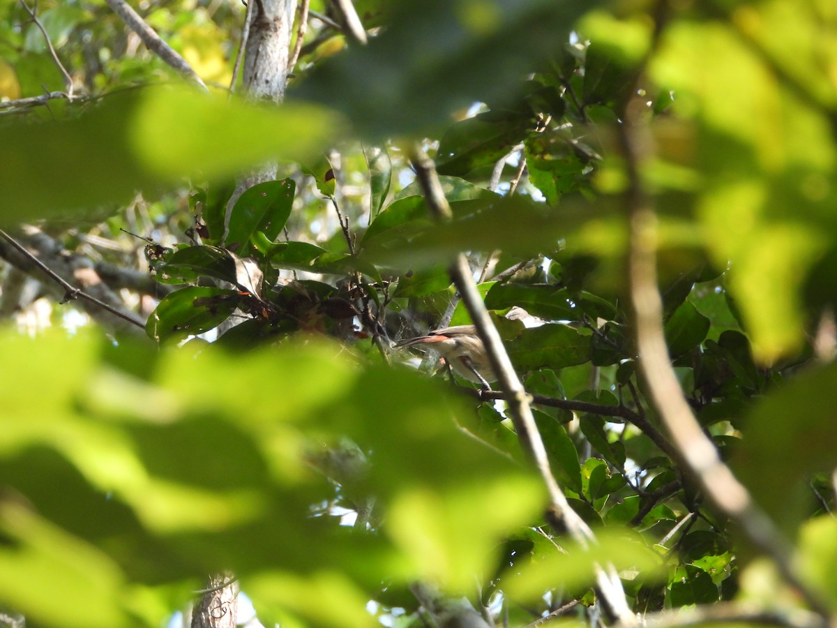 Red-tailed Vanga - ML628380892