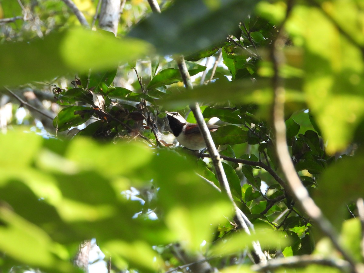 Red-tailed Vanga - ML628380893