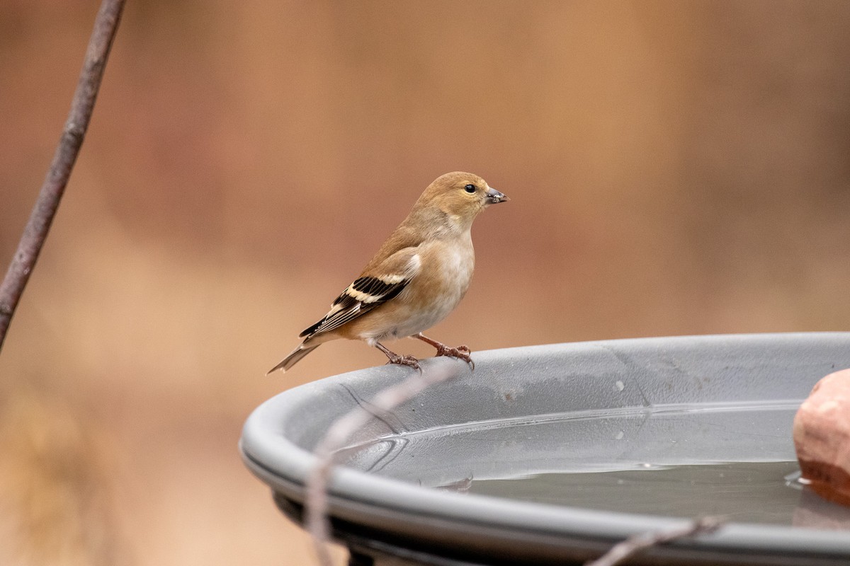 American Goldfinch - ML628380937