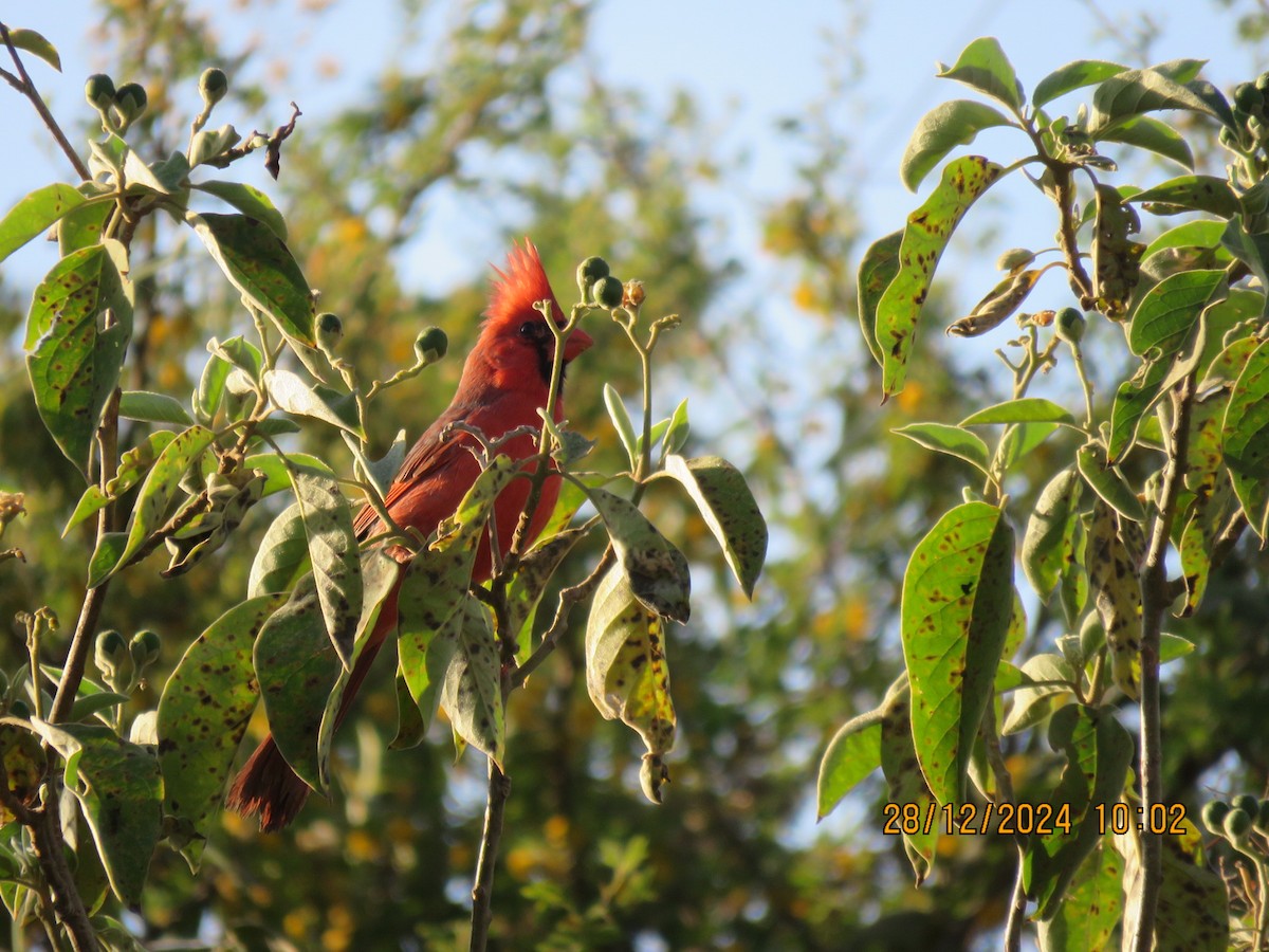 Northern Cardinal - ML628380990