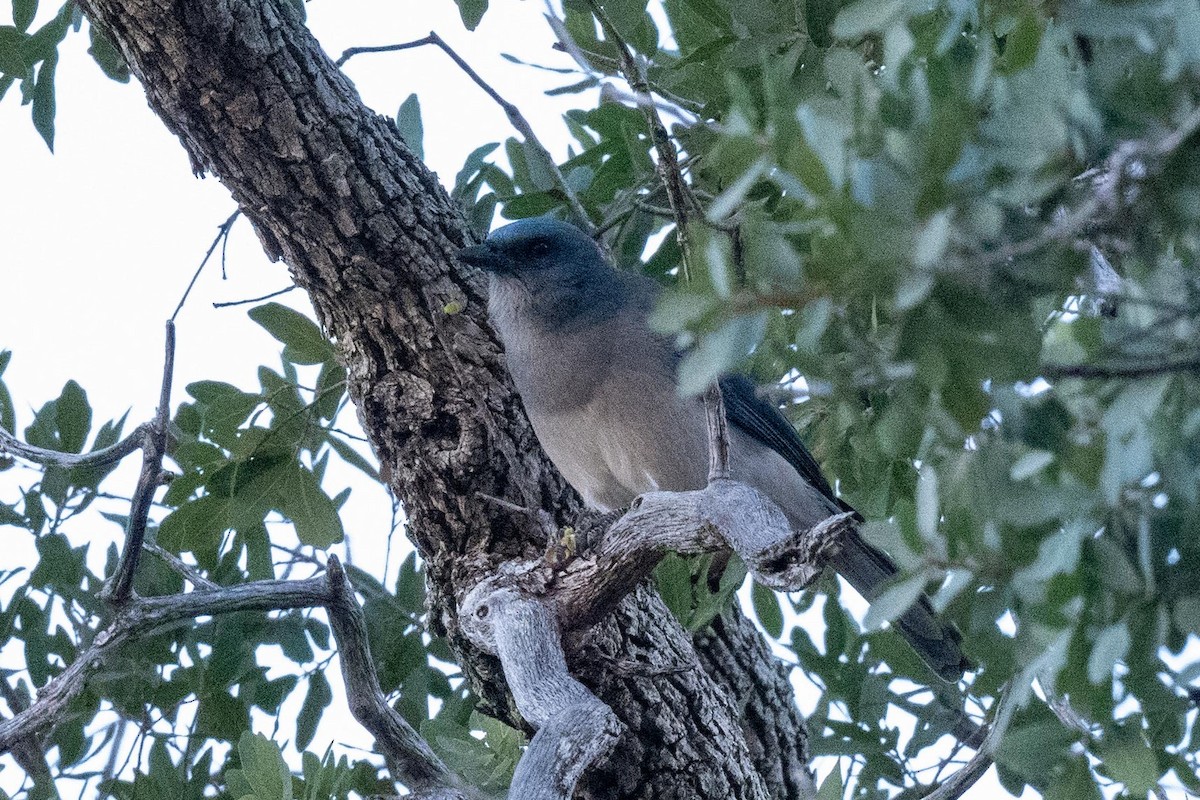 Mexican Jay - ML628381043