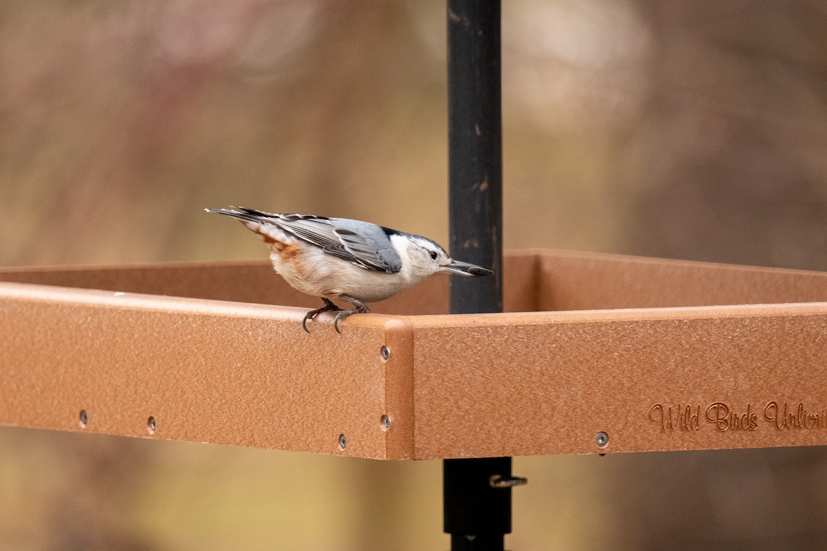 White-breasted Nuthatch - ML628381214
