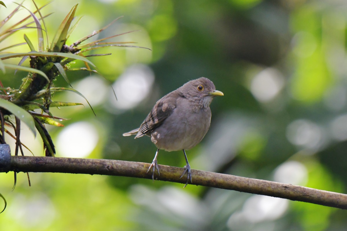 Ecuadorian Thrush - ML628381270