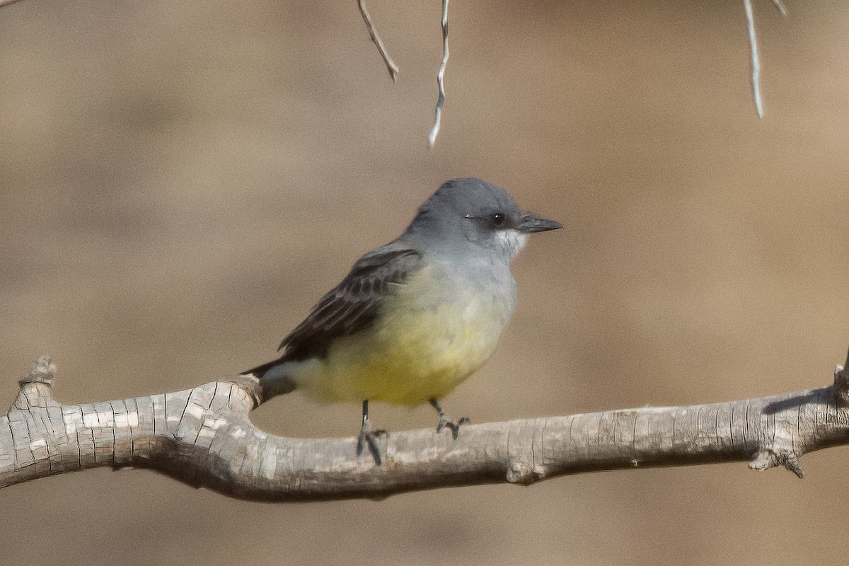Cassin's Kingbird - ML628381435