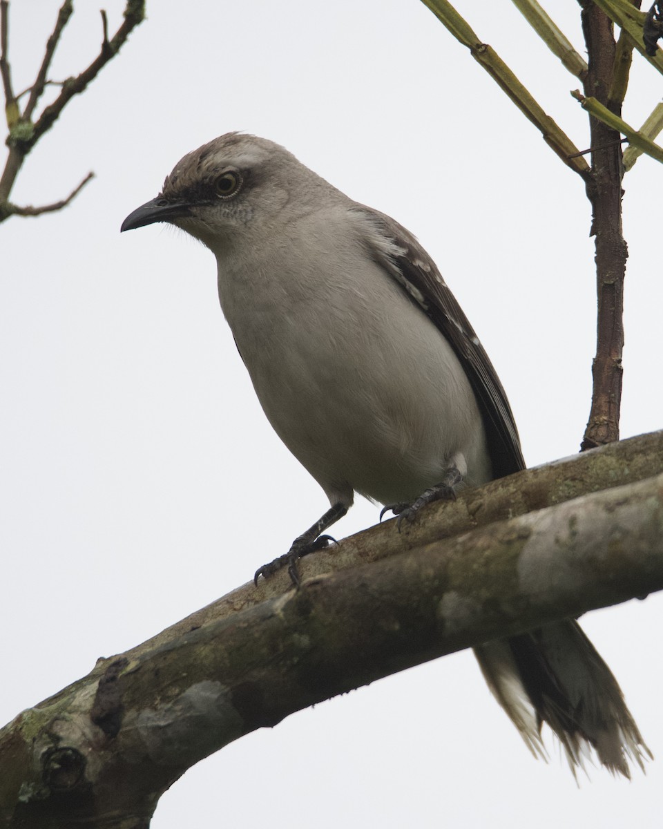 Tropical Mockingbird - ML628381461