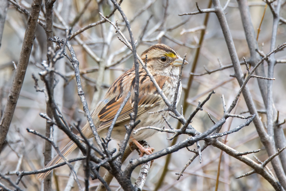 White-throated Sparrow - ML628381483