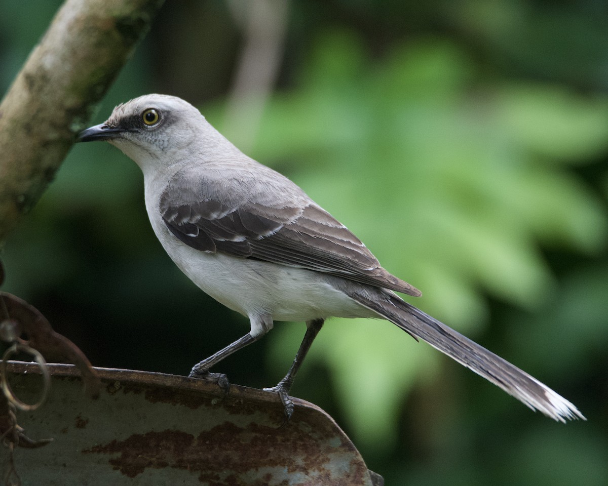 Tropical Mockingbird - ML628381544