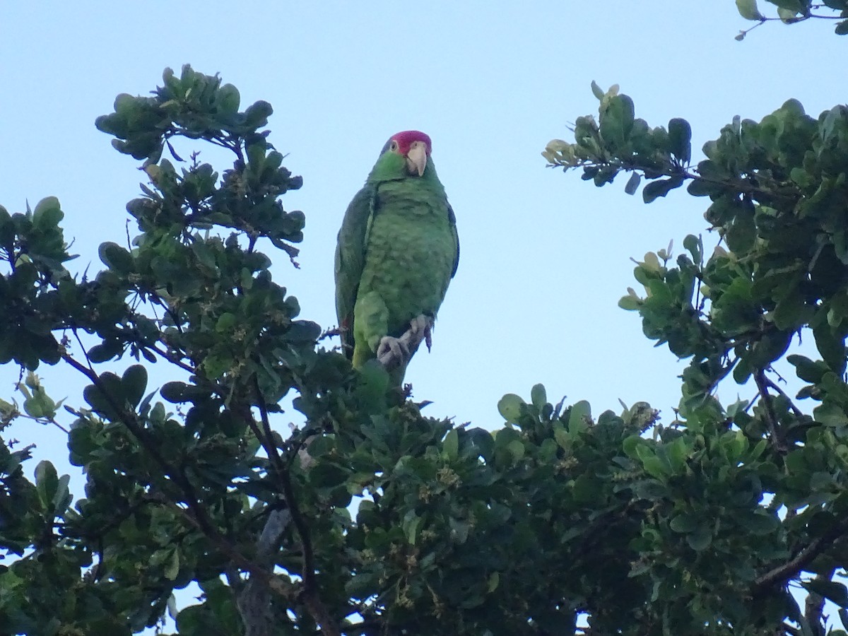 Red-crowned Amazon - ML628381562