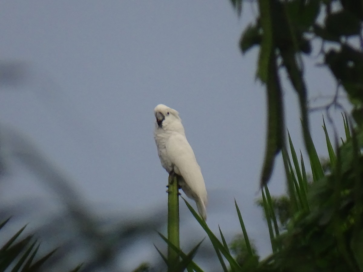 白鳳頭鸚鵡 - ML628381674