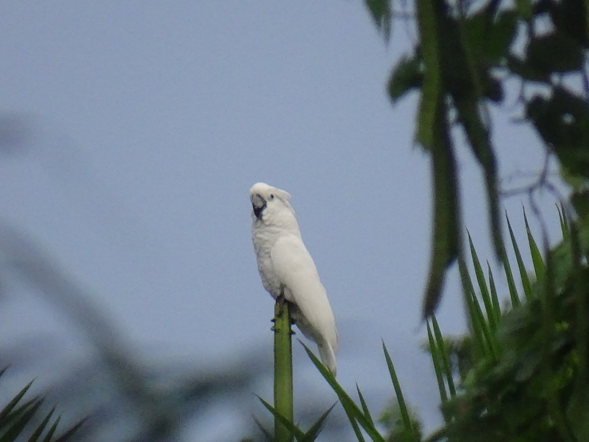 白鳳頭鸚鵡 - ML628381675