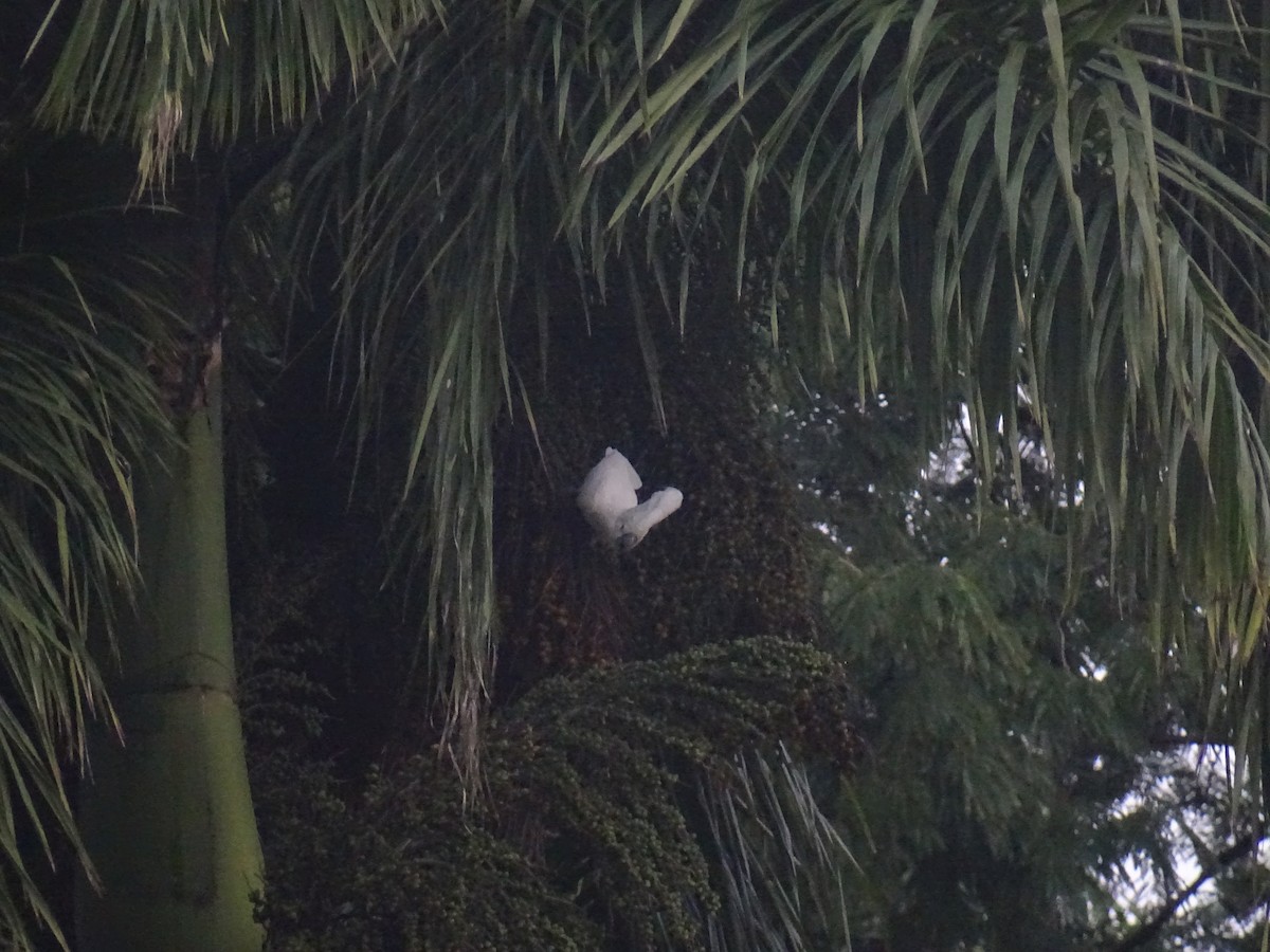 白鳳頭鸚鵡 - ML628381677